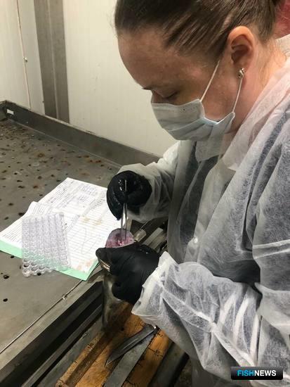 Салака огорчает балтийских рыбаков