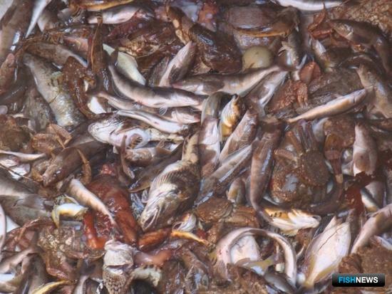 К строительству судов хотят привлечь прибавкой по квотам