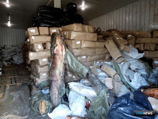 Бизнес на нелегальной рыбе закрыли силовики