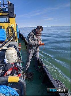 Подходы лососей в Камчатском заливе оценила наука Подходы лососей в Камчатском заливе оценила наука