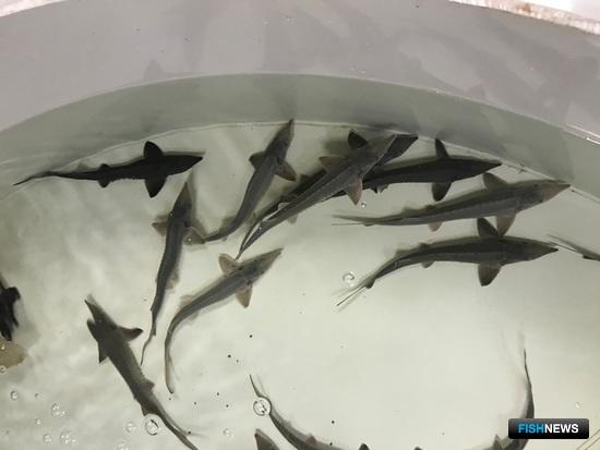 Рыбоводам уточнили правила Рыбоводам уточнили правила