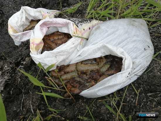 Браконьерские цеха Приморья прикрыли силовики