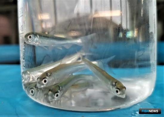 Запасы Оби пополняют чиром и муксуном