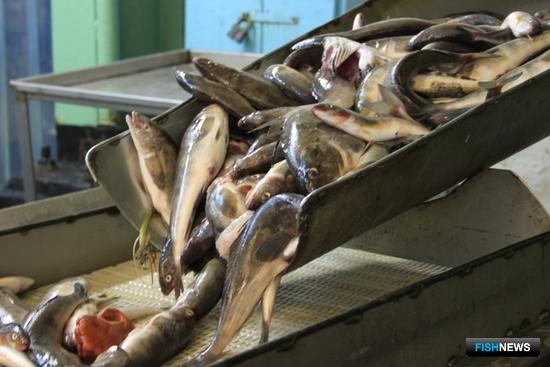 Госпрограмма по рыбе не дотянула до плана Госпрограмма по рыбе не дотянула до плана