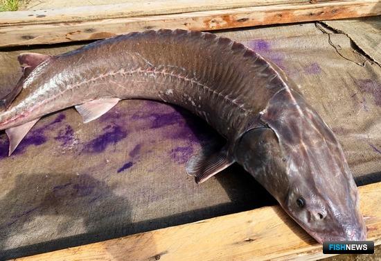 Осетров-родителей вернули в Иртыш