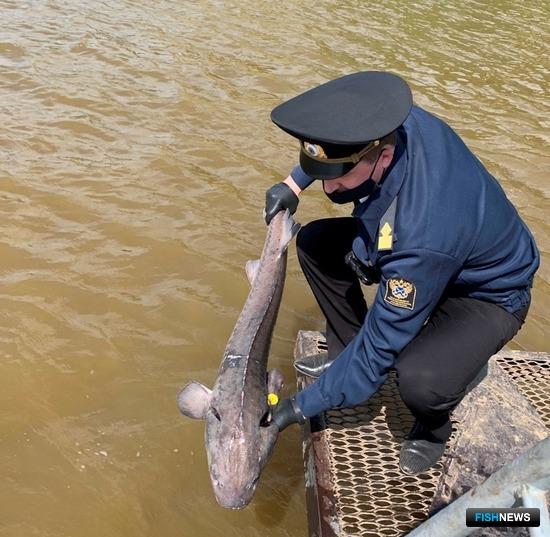 Осетров-родителей вернули в Иртыш