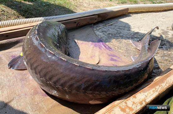 Осетров-родителей вернули в Иртыш