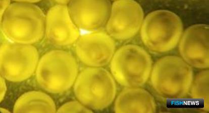 Ученые готовят ценный вид для товарной аквакультуры