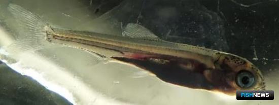 Ученые готовят ценный вид для товарной аквакультуры