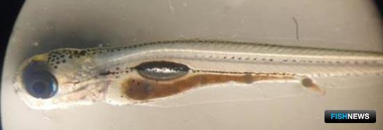 Ученые готовят ценный вид для товарной аквакультуры