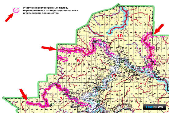 Зеленую защиту нерестилищ Поморья удалось сберечь
