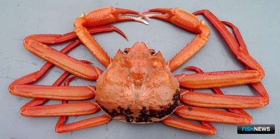 Крабу предложили перевод из резерва