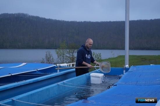 Популяции лосося Камчатки принимают пополнение