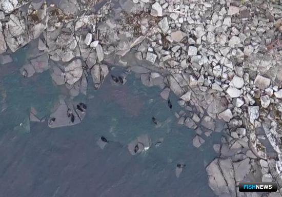 Нерпы Ладоги адаптировались к теплой зиме Нерпы Ладоги адаптировались к теплой зиме