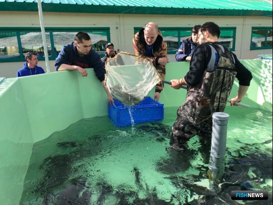 Ямальские реки зарыбляют ценными видами