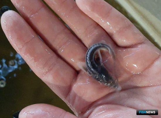 Восполнять рыбные запасы Дона помогают субсидиями Восполнять рыбные запасы Дона помогают субсидиями