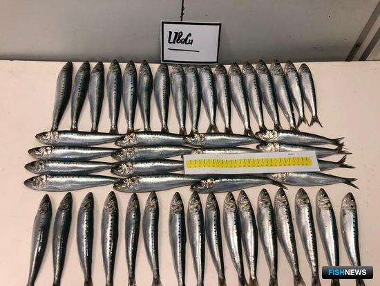 Иваси нахлынула в российские воды Иваси нахлынула в российские воды