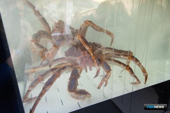 Поставки морепродуктов оказались под угрозой