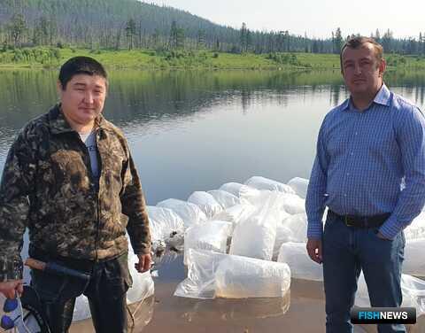 Рыбные запасы Якутии пополнили сиговыми