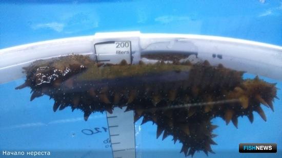 В Приморье провели эксперимент с нерестом трепанга В Приморье провели эксперимент с нерестом трепанга
