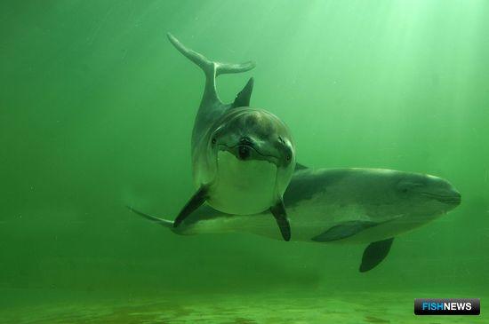 Рыбакам ЕС придется позаботиться о дельфинах