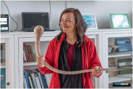 Об истребленном млекопитающем расскажет морская капуста