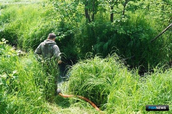 Камчатские лососеводы пополняют запасы кижуча Камчатские лососеводы пополняют запасы кижуча