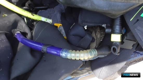 Силовики Приморья не дают покоя трепанговым браконьерам