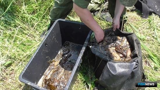 Силовики Приморья не дают покоя трепанговым браконьерам