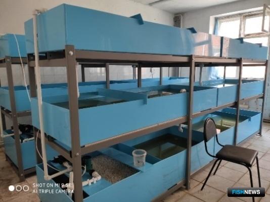 Ученые проводят эксперимент с австралийским раком Ученые проводят эксперимент с австралийским раком