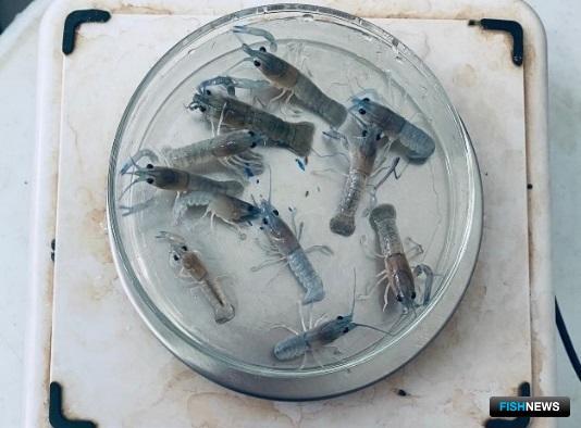 Ученые проводят эксперимент с австралийским раком Ученые проводят эксперимент с австралийским раком