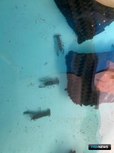 Ученые проводят эксперимент с австралийским раком Ученые проводят эксперимент с австралийским раком