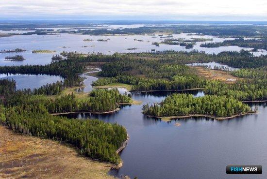 Рыбоводам упростят работу на лесных участках Рыбоводам упростят работу на лесных участках