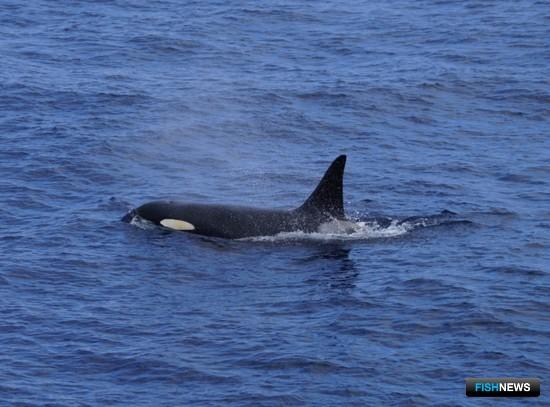 Проблема нахлебничества косаток требует неотложных мер