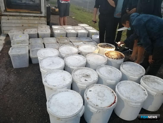 Уникальный хариус стал добычей браконьеров