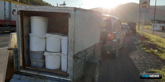 Уникальный хариус стал добычей браконьеров