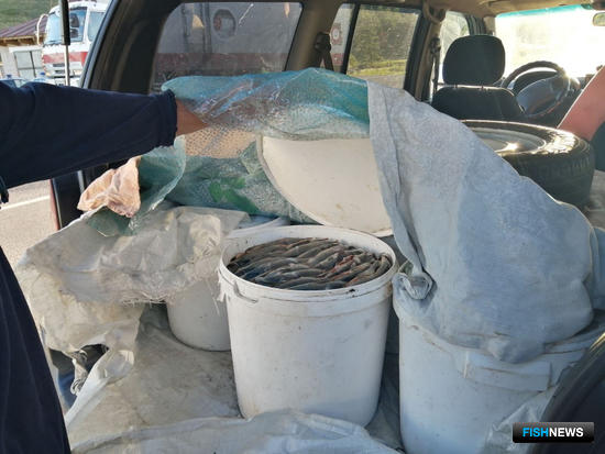 Уникальный хариус стал добычей браконьеров