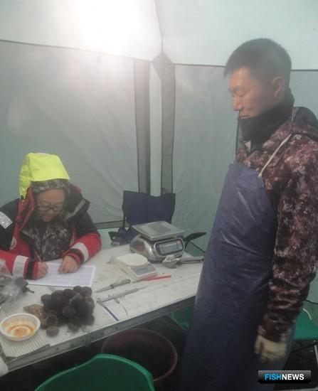 Новые запасы ежа нашли в сахалинских водах Новые запасы ежа нашли в сахалинских водах