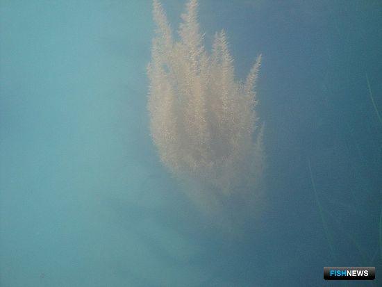 Новые запасы ежа нашли в сахалинских водах Новые запасы ежа нашли в сахалинских водах