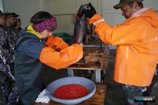 Старейший ЛРЗ Камчатки заполняет инкубаторы