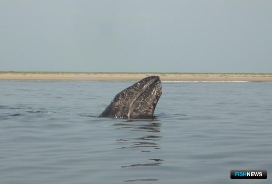 Две популяции китов будут на особом счету Две популяции китов будут на особом счету
