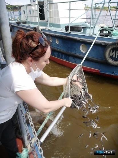 Владимировский завод провел «выпускной» для амурского осетра Владимировский завод провел «выпускной» для амурского осетра