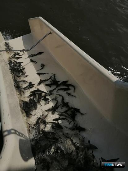 Владимировский завод провел «выпускной» для амурского осетра Владимировский завод провел «выпускной» для амурского осетра