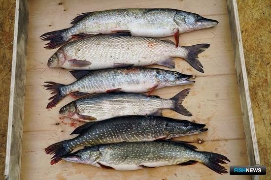 На реках и озерах Таймыра взяли &laquo;топливные&raquo; пробы