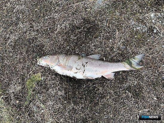 Ученые Сахалина предупредили об опасности голубого озера Ученые Сахалина предупредили об опасности голубого озера