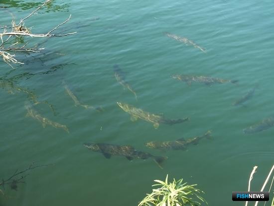 Приморье готовится встречать кету Приморье готовится встречать кету