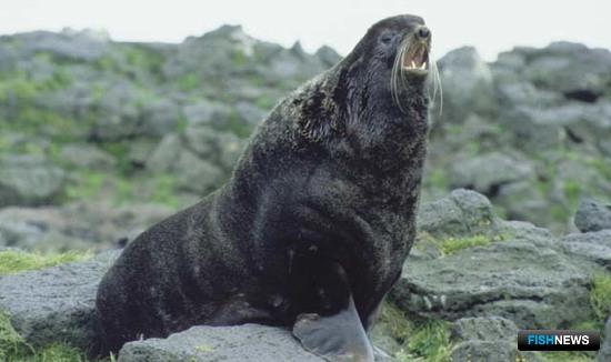 Морских котиков хотят гуманно отгонять от акваферм Шотландии