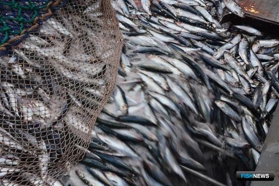 Остатки дальневосточных квот разыграют в сентябре