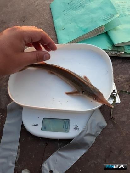 Население Иртыша изучают для прогноза вылова Население Иртыша изучают для прогноза вылова