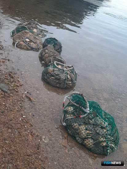 Незаконные добытчики гребешка попались пограничникам